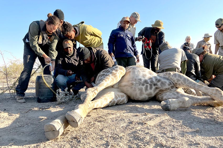 Welttag Giraffe Wildtierärzte Immobilisierung Umsiedlung Hegegebiet Namibia