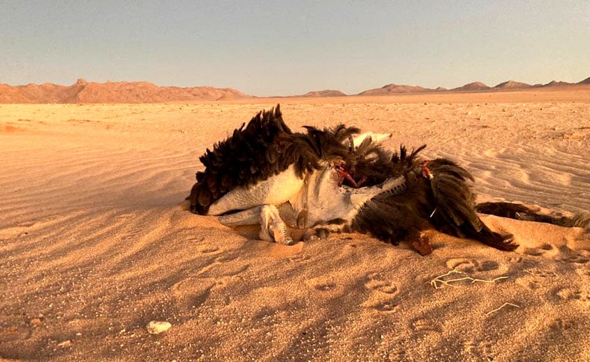 Sandsturm Garub Strauß Namib-Wüste Namibia