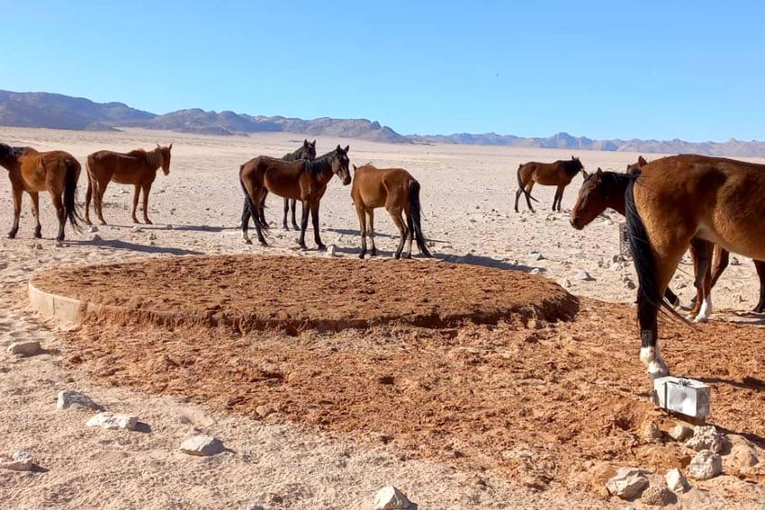 Sandsturm Garub Wasserstelle Wilde Pferde Aus Namib-Wüste Namibia