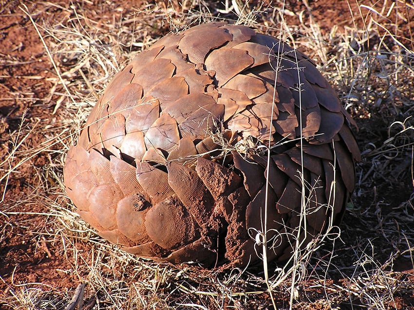 Eingerolltes Steppenschuppentier (Manis temminckii), Madikwe Game Reserve, Südafrika_Foto Masteraah web