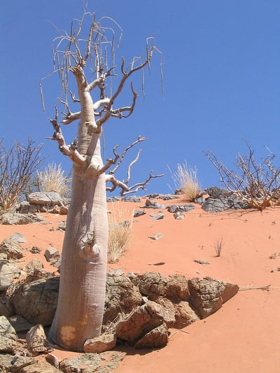 Moringa-ovalifolia_Namibia_Photo_Violet_Gottrop