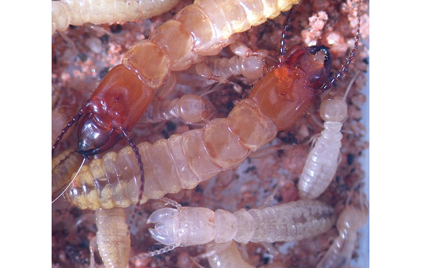 Feenkreise Namib-Wüste Termite Sandtermite Psammotermes allocerus Namibia