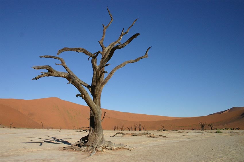 Dead Vlei südlich vom Sossusvlei in der Dünen-Namib im südlichen Zentrum Namibias Foto 2006