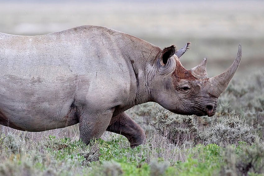 Nashorn-Wilderei in Namibia stark zurückgegangen Symbolfoto Spitzmaul-Nashorn bei Gemsbokvlakte im Etosha Nationalpark Foto Yathin S Krishnappa Wikipedia