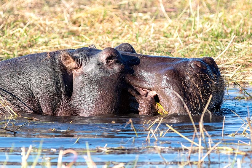 Eines von Namibias Weltrekordlern der Natur Das Flusspferd Hippopotamus amphibius in Flüssen Zambezi-Region hat das größte Maul der an Land lebenden Tiere Foto Diego Delso Wikipedia