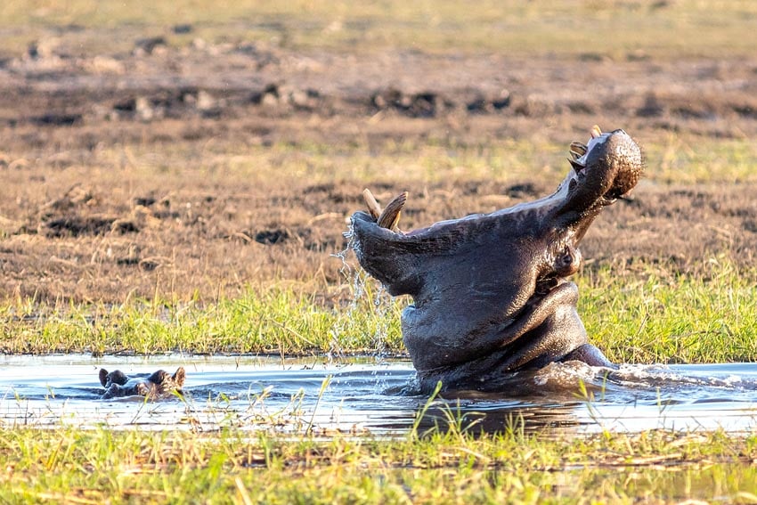 Eines von Namibias Weltrekordlern der Natur Das Flusspferd Hippopotamus amphibius hat das größte geöffnete Maul 1,20 Meter unter Landtieren Foto Diego Delso Wikipedia