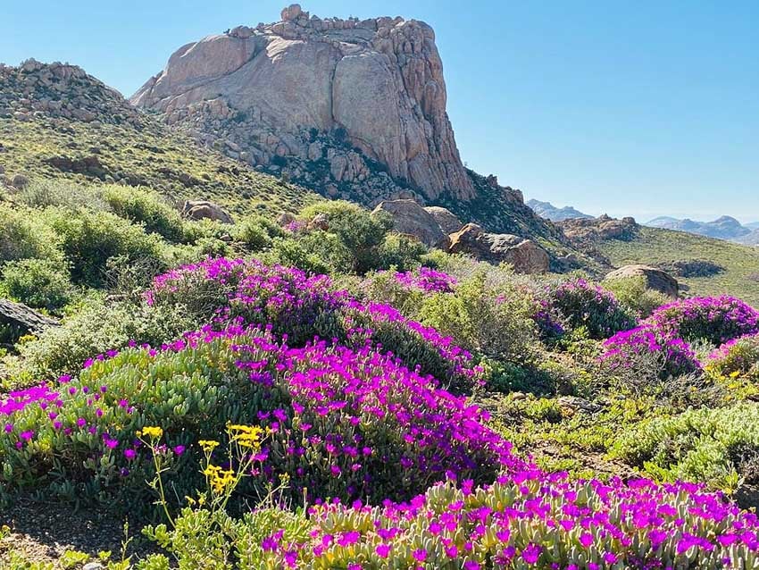 Namibias Namaqualand in Pink Blühende Wüste am Ostrand der Namib westlich von Aus Foto Klein-Aus Vista