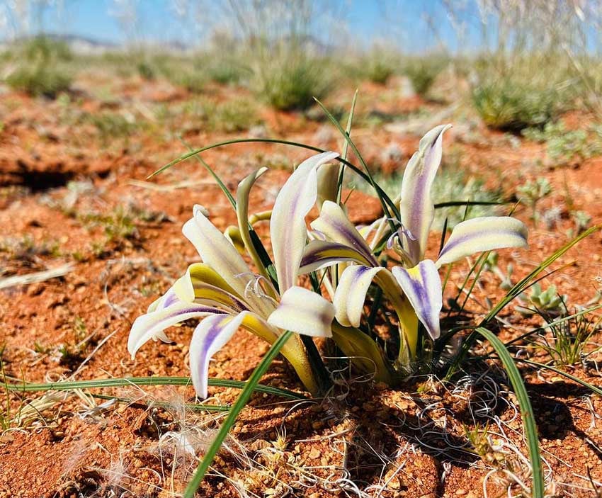 Namibias Namaqualand in Zartrosa Blühende Wüste am Ostrand der Namib westlich von Aus Foto Klein-Aus Vista
