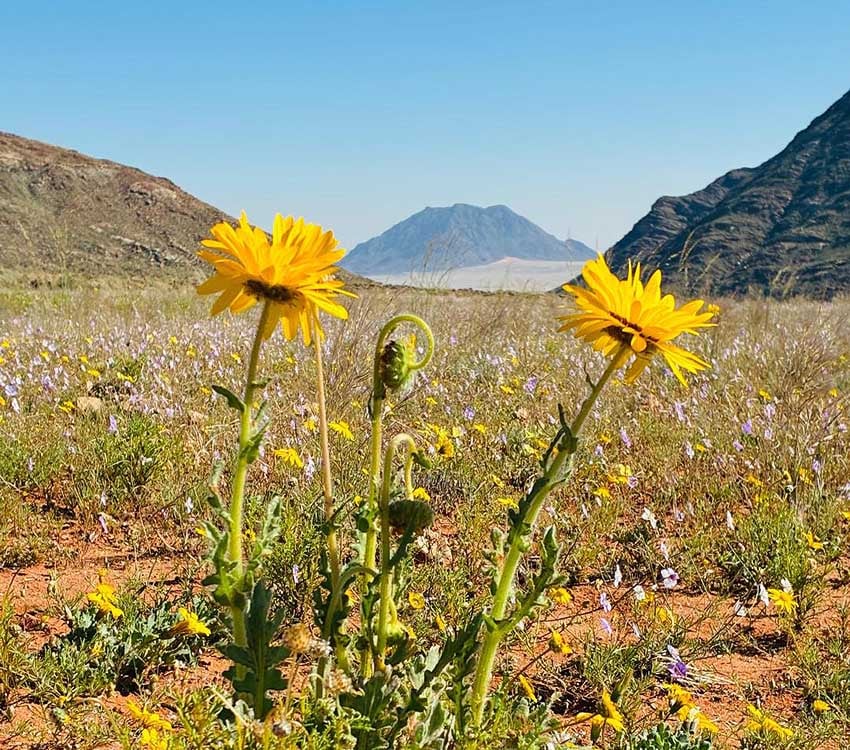 Namibias Namaqualand in Gelb Blühende Wüste am Ostrand der Namib westlich von Aus mit dem erloschenen Vulkan 'Dikke Willem' im Hintergrund Foto Klein-Aus Vista