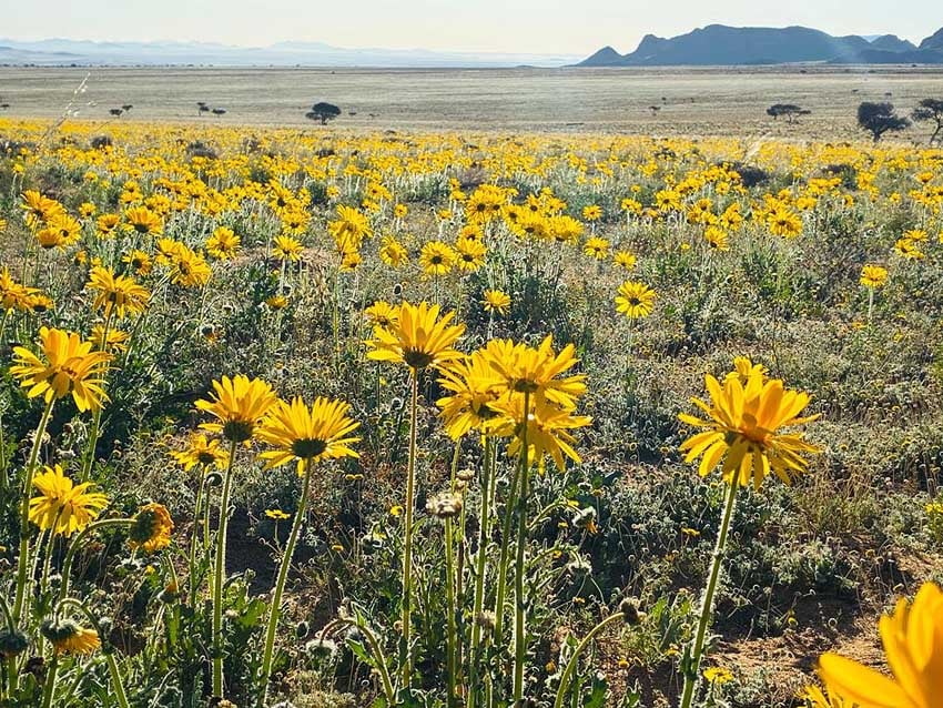 Namibias Namaqualand in Gelb Blühende Wüste am Ostrand der Namib westlich von Aus Foto Klein-Aus Vista