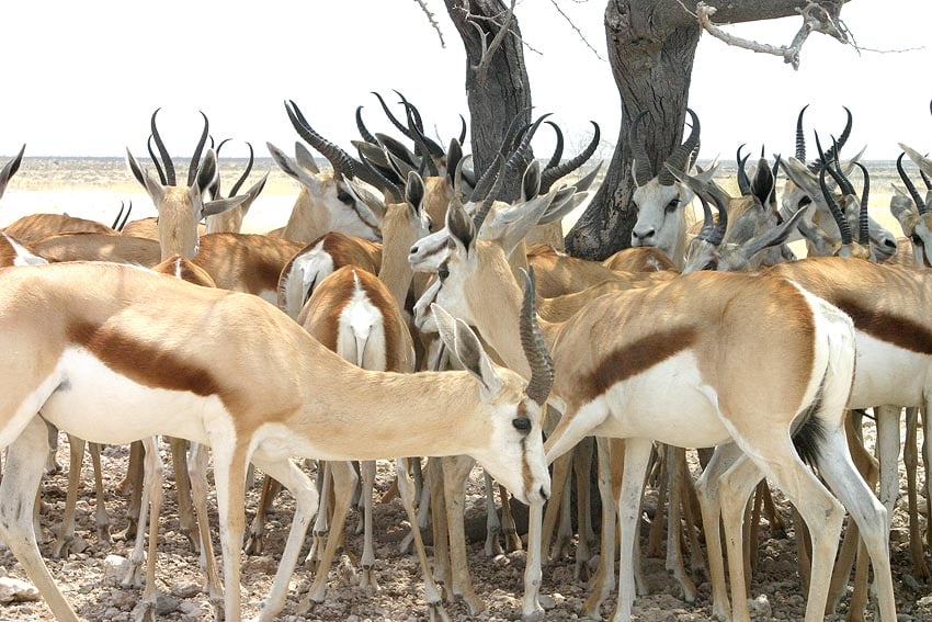 Bei einem großen Teil der 945 Wildtiere die aus dem Etosha Nationalpark in Conservancies umgesiedelt werden handelt es sich um Springböcke Foto nur zur Illustration Sven-Eric Stender