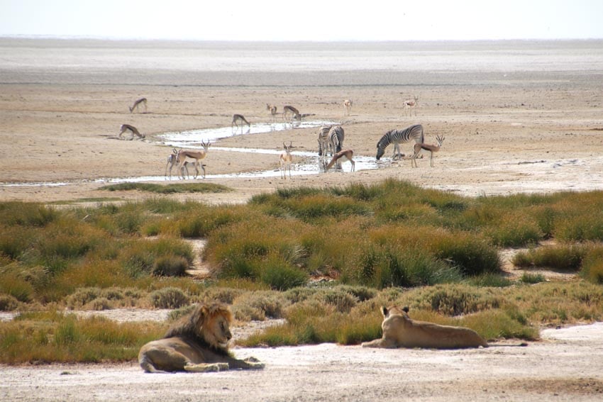 Löwen am Wasserloch Okondeka im Etosha Nationalpark im Norden Namibias Foto Sven-Eric Stender