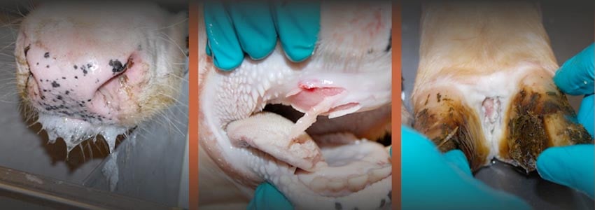 Typische Symptome Maul und Klauen MKS Virus Schaum vor Maul sowie Wunden im Maul und zwischen den Hufen Fotos Special Newsletter der Namibia Agricultural Union