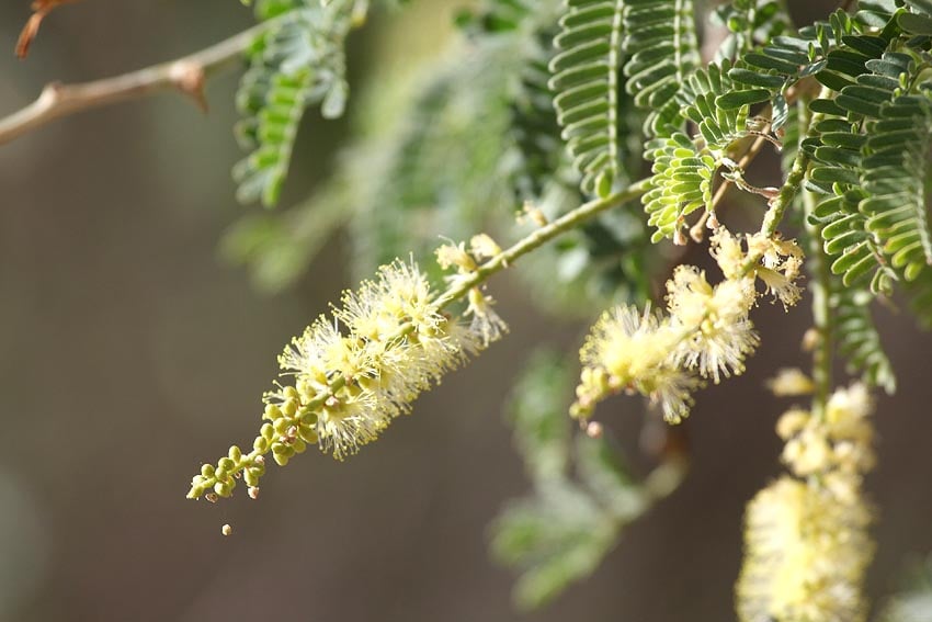 Blüten Blätter Ana-Baums Faidherbia albida Namibias Baum des Jahres 2026 Foto Roger Culos Wikipedia