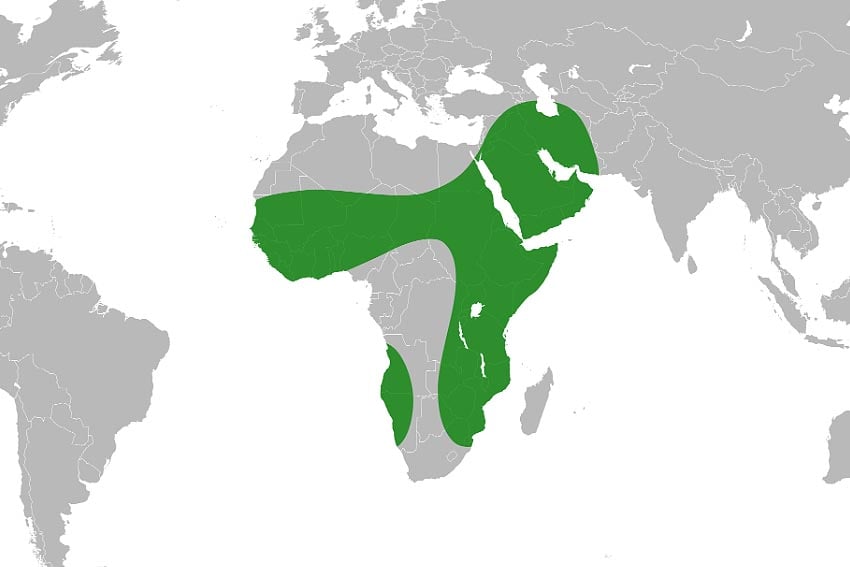 Verbreitung des Ana-Baums Faidherbia albida Namibias Baum des Jahres 2026 Grafik Ninjatacoshell Wikipedia