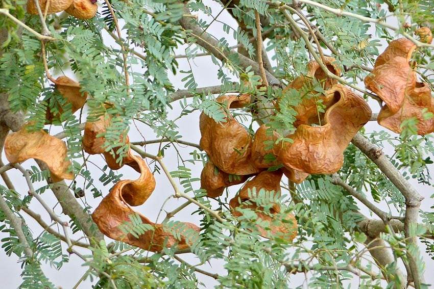 Schoten des Ana-Baums Faidherbia albida im Englischen nach ihrem Aussehen auch als apple ring acacia Apfelring-Akazie bekannt Ana-Baum ist Namibias Baum des Jahres 2026 Foto Bernard Dupont Wikipedia