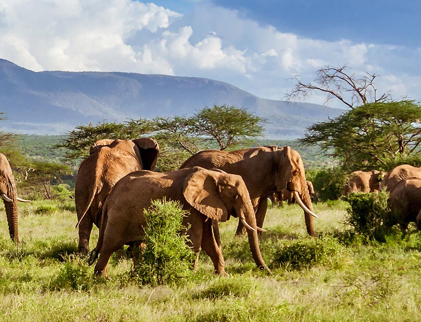Eine der Erfolgsgeschichten im Naturschutz Namibias Elefanten-Populationen sind stabil oder legen sogar zu Foto 2026 Living Planet Report
