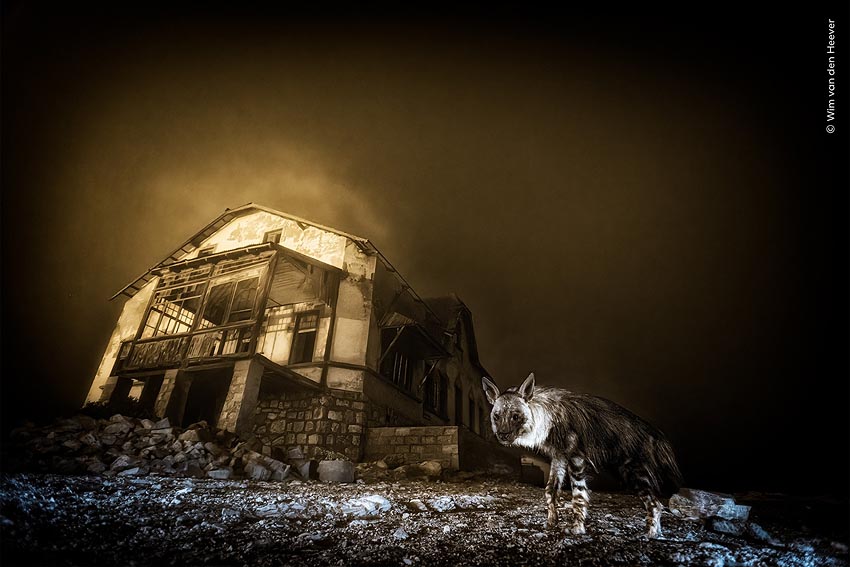 Ghost Town Visitor Geisterstadt-Besucher Hauptgewinner im Wildlife Photographer of Year Award 2025 Foto zeigt Braune Hyäne in verlassenen Diamanten-Siedlung Kolmanskuppe im Südwesten Namibias Aufnahme stammt vom südafrikanischen Fotograf Wim van den Heever Quelle Natural History Museum London