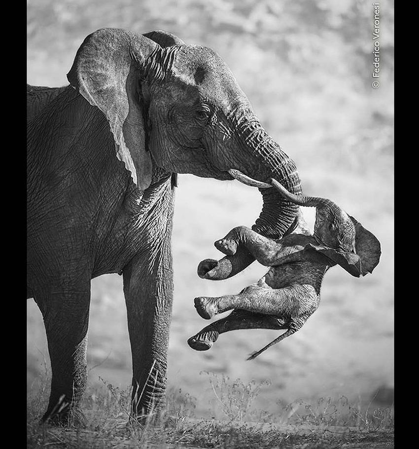 The Aftermath die Nachwehen Foto hat dem italienischen Fotografen Federico Veronesi den Hauptgewinn im Wildlife Photographer of Year 2026 gesichert Elefanten-Kuh aufgenommen im Huab Rivier Trockenfluss im Nordwesten Namibias trägt totes Kalb Quelle Natural History Museum London
