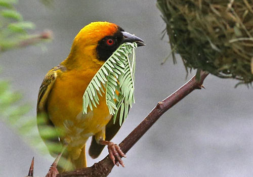 Southern Masked Weaver