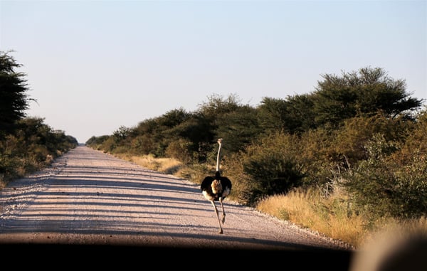 Ostrich on the Etosha Pan