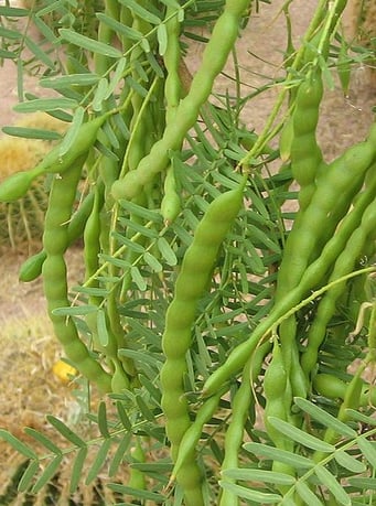 Prosopis-glandulosa-seed-pods_Wikipedia_Don-A_W_-Carlson-2