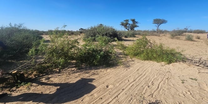 Prosoporis Tree Removel-1