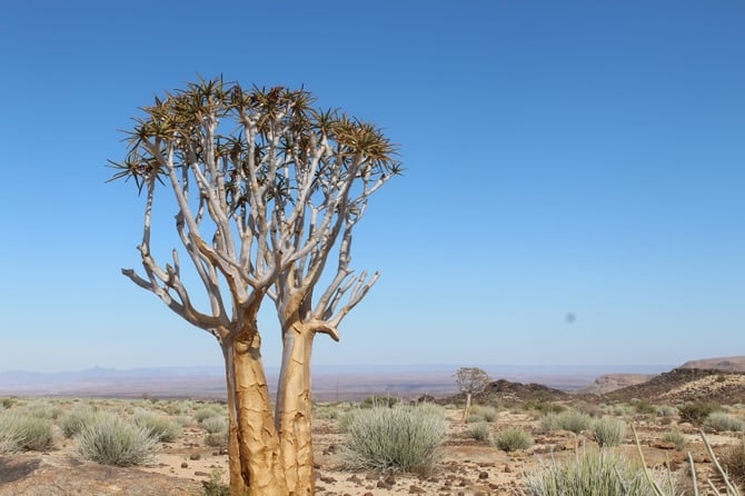 Quiver tree project