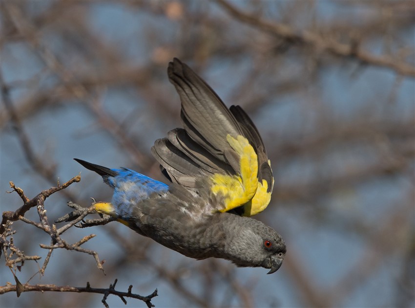 Ruppells-Parrot-DSC_7468