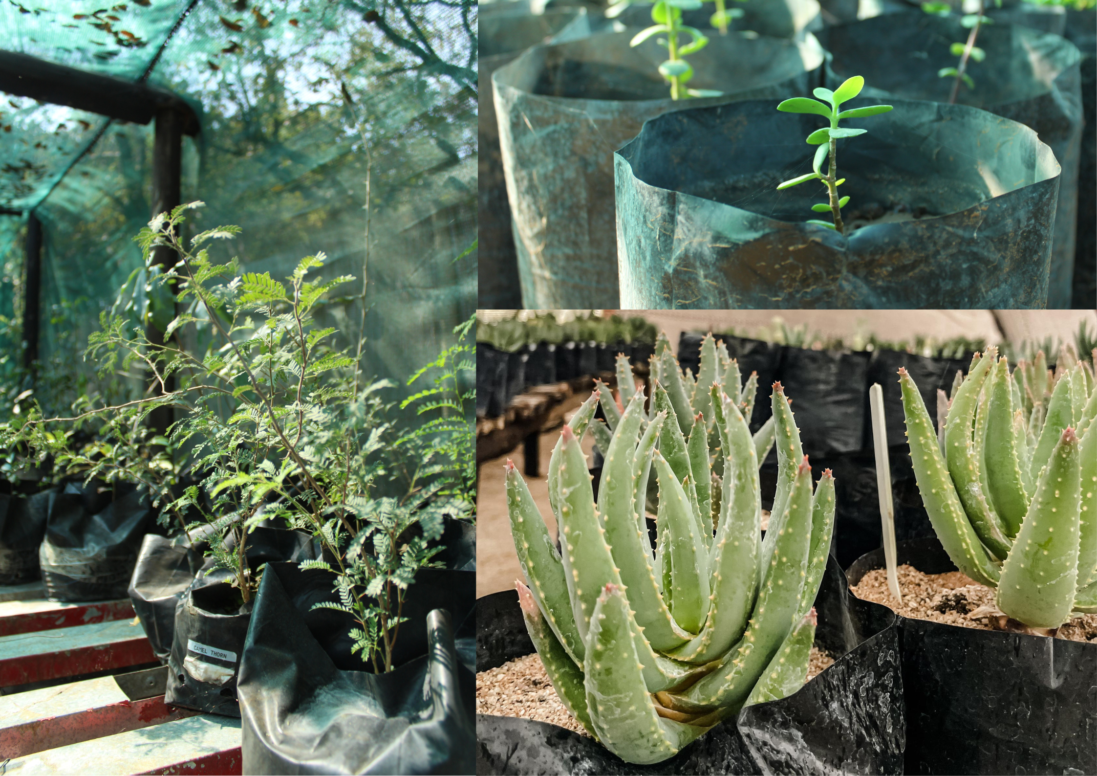 Nurseries - Namushasha River Lodge, Damara Mopane Lodge, Canyon Lodge