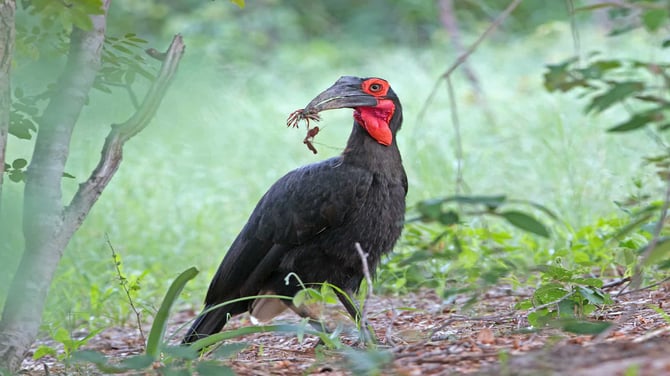 Southern Ground Hornbill