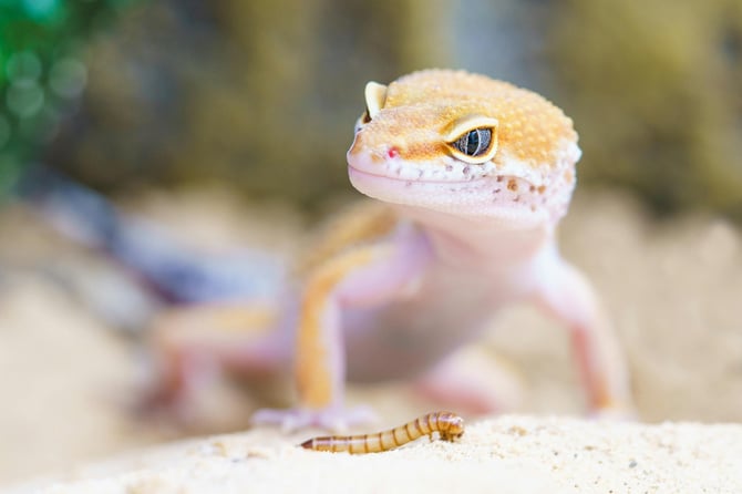 gecko-reptile-terrarium-lizard-407037
