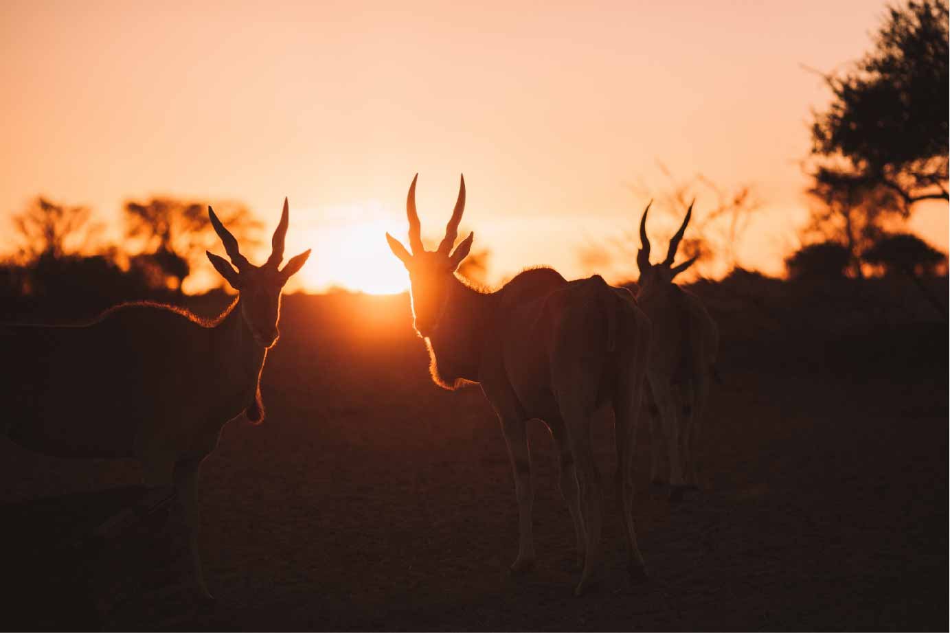 Summer in Namibia-01