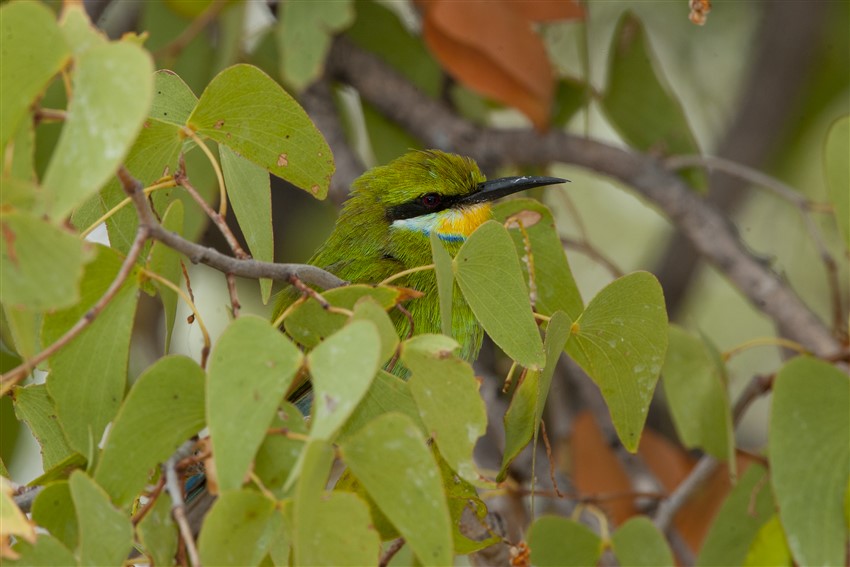 Swallow-tailed-Bee-eater-1.-DSC_3593-5