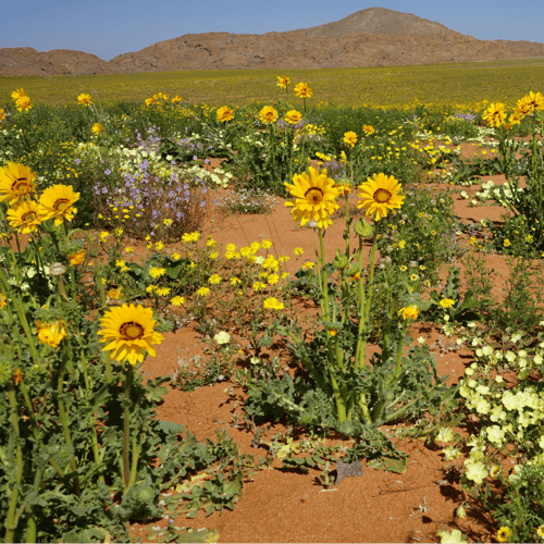 Flowers after rains in Aus, Namibia