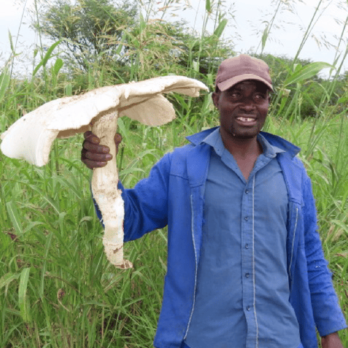 Omajova mushroom in Namibia