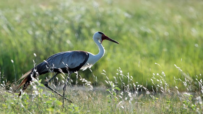 Wattled-Crane-2.-DSC_5702_1920x1080