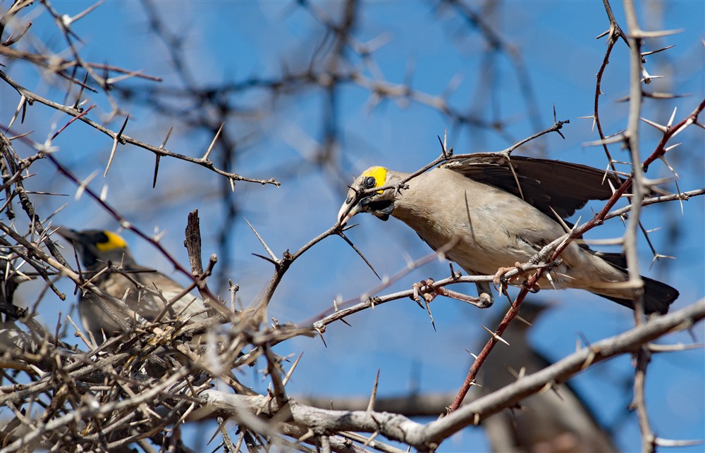 Wattled-Starling-CAP_3882