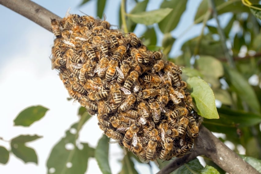 Honeybees in trea