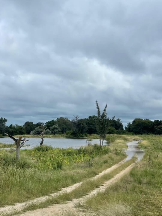 Scenic view of the Zambezi River surrounded by lush floodplain vegetation, Namibia