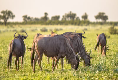 Gnu / Blue Wildebeest