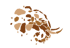 ETOSHA SAFARI CAMPSITE Logo