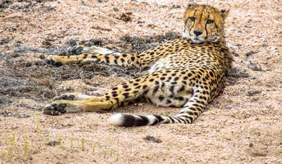 Cheetah resting