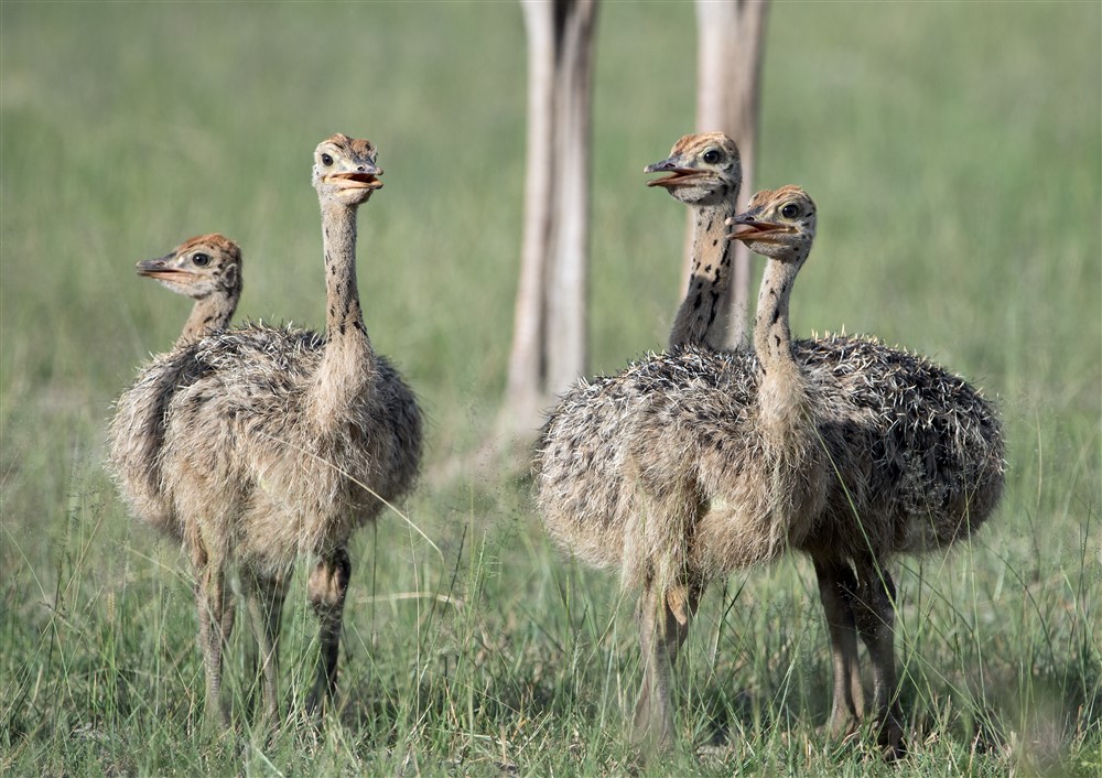 common-Ostrich-DSC_3374