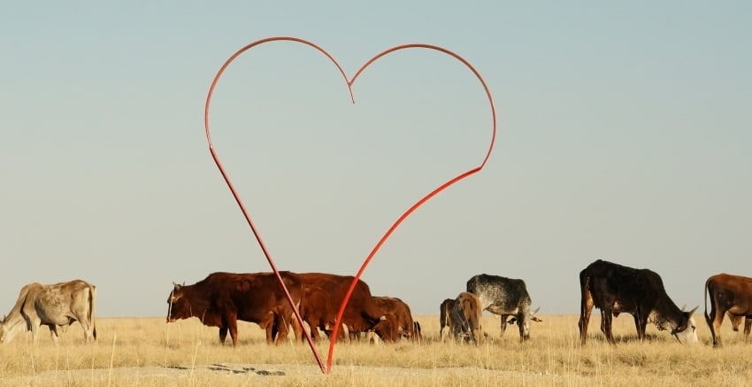etosha king nehale Heart_cattle