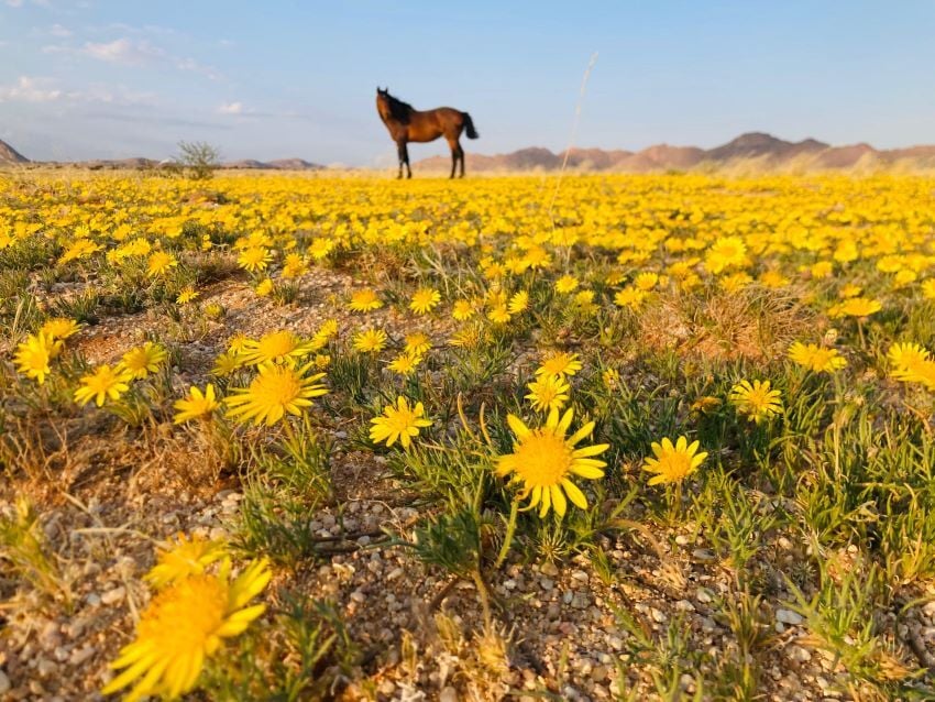 Stunning Aus daisies in full bloom at Klein-Aus. 