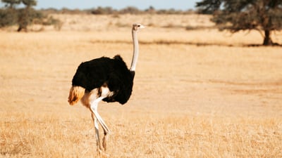 Ostrich in open savannah