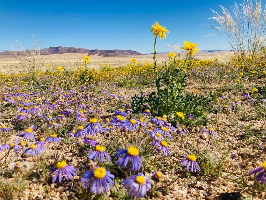 Blou sambreeltjies blooming alongside Aus daisies in southern Namibia. 