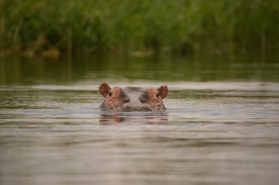 Hippopotamus in the water