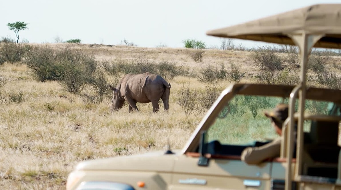 White rhino settling into their new home at Kalahari Anib Lodge, Namibia.